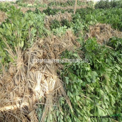 2018年江蘇香樟4*新報價