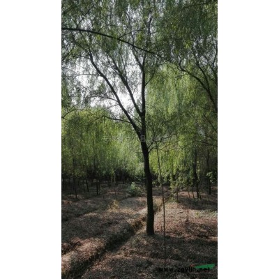 香樟苗2*新價(jià)格/香樟苗2報(bào)價(jià)