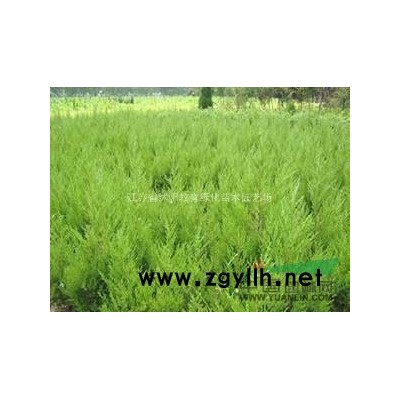 15公分銀杏(價格）