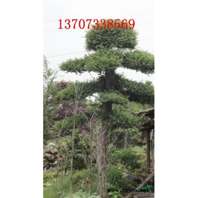 湖南苗木價格 廣玉蘭 羅漢松 桂花 紅繼木