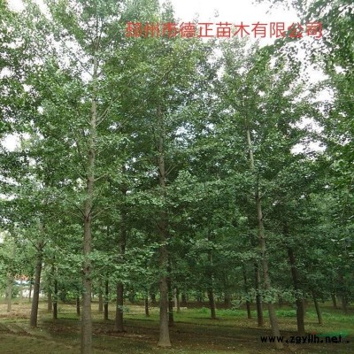 10-50公分銀杏樹