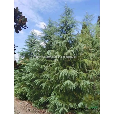 供應(yīng)廣玉蘭