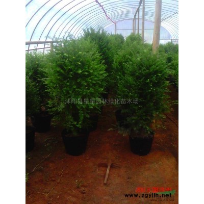 廣玉蘭*新價格，廣玉蘭照片