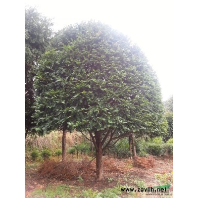 浙江桂花出售 櫻花，紅葉李，紅黃白玉蘭，廣玉蘭，香樟