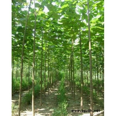 肥西低價出售精品香樟！