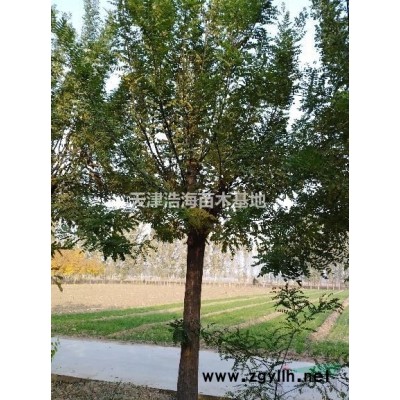 出售國槐白蠟銀杏海棠等綠化苗木。