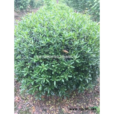 8公分廣玉蘭，10公分白玉蘭，成都紅花玉蘭，四川精品玉蘭