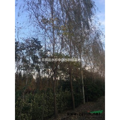 15公分銀杏 銀杏價(jià)格