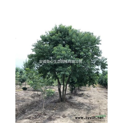 截桿3-4年冒香樟清地處理