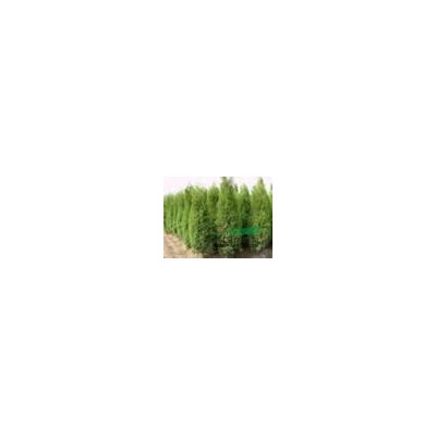 供應香花槐、金葉槐、楸樹、白臘、銀杏