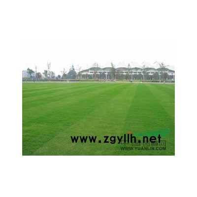 供應8-15公分香樟