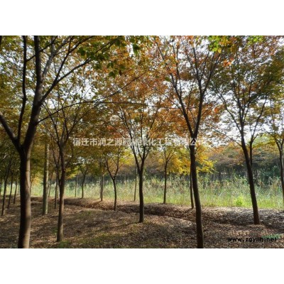 供應香樟   基地香樟苗木  香樟苗