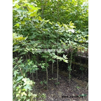 香樟小14公分15公分16公分全冠香樟