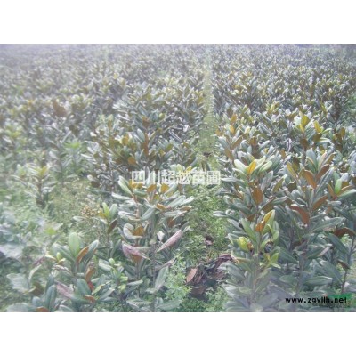 叢生香樟、叢生紫薇、叢生美國紅楓