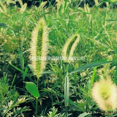 銀杏種子幾月播種好？