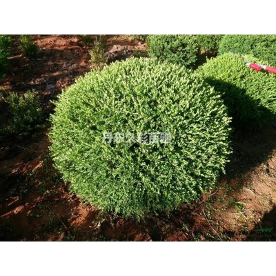 丹東銀杏/銀杏/特選/特一*/定值/精選/*發貨/