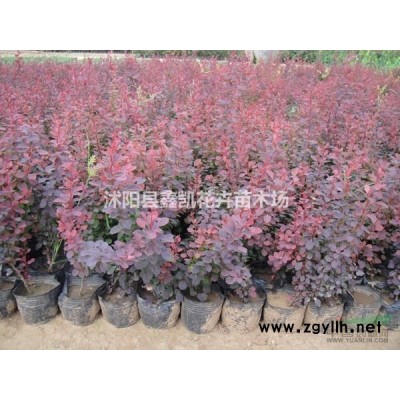 香樟價格 香樟*新價格