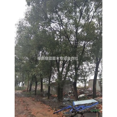 供應：無患子/重陽木/銀杏/馬褂木等各色苗木