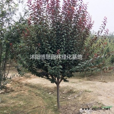 廣玉蘭批發，各種規格*，紫玉蘭直銷，白玉蘭基地