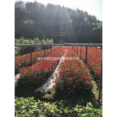 低價供應各種規格桂花，香樟，廣玉蘭，樸樹