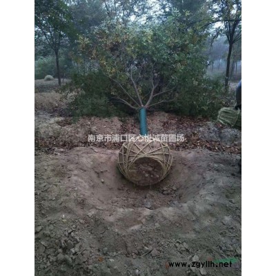 廣玉蘭嫁接/10公分 12公分廣玉蘭價格