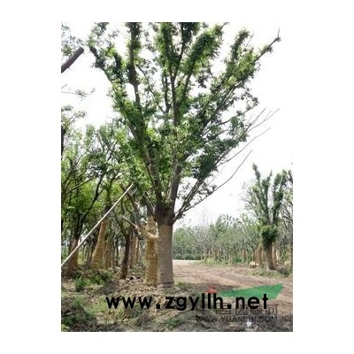 江西廣玉蘭種子2信息