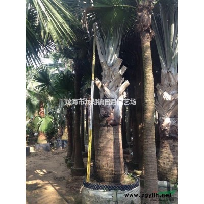 廣玉蘭袋苗 全冠廣玉蘭8~20公分 自產(chǎn)自銷(xiāo)