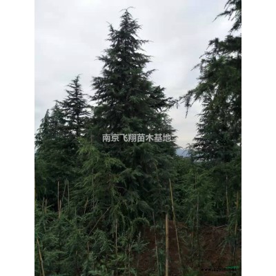 雪松,垂柳,蜀檜,紅葉石楠,廣玉蘭,三角楓,櫻花烏桕,樸樹,