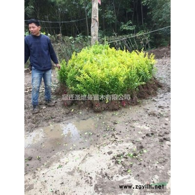 供應大葉女貞樹 烏桕 桂花 廣玉蘭大小規格*