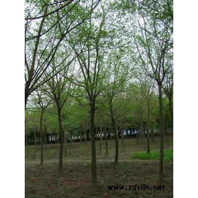 香樟樹