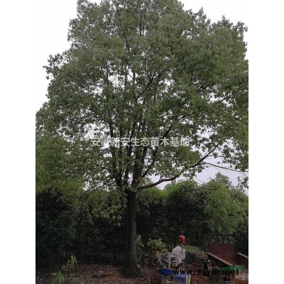 安徽銅陵地區供應15一30公分廣玉蘭
