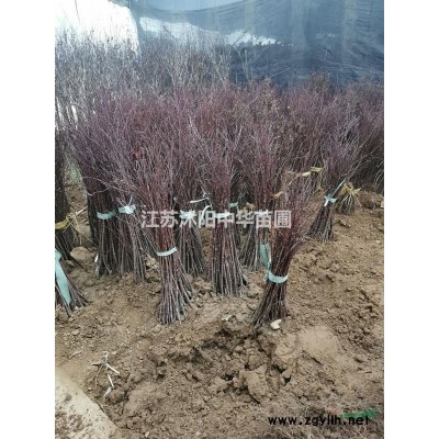 沭陽中華苗圃供應廣玉蘭、紅玉蘭、白玉蘭、黃玉蘭、紫玉蘭價格等圖片