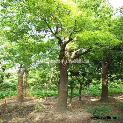 江蘇25公分銀杏樹價格30公分銀杏樹價格便宜批發零售