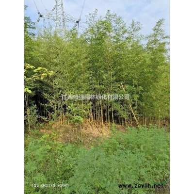 15公分廣玉蘭九江廣玉蘭12公分18公分廣玉蘭