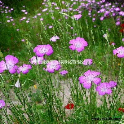 廣玉蘭種子多少錢一斤