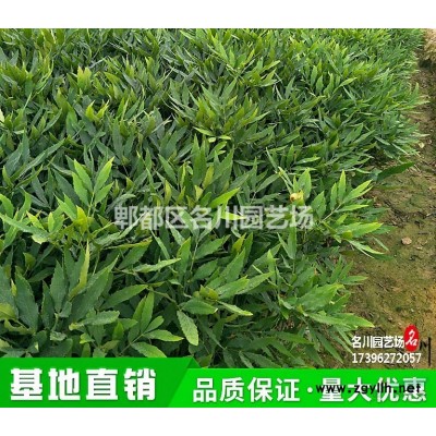 成都精品銀杏樹批發(fā)基地_銀杏苗木價格_銀杏園_郫縣名川園藝場
