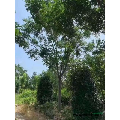 精品廣玉蘭！分枝統(tǒng)一，樹型漂亮，黑土田苗，存活率*高！