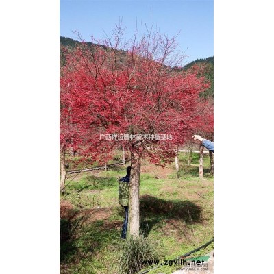 【供應】低價出售全冠香樟 10—20公分全冠香樟