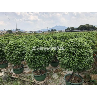 福建供應(yīng)叢生全冠香樟5-8桿