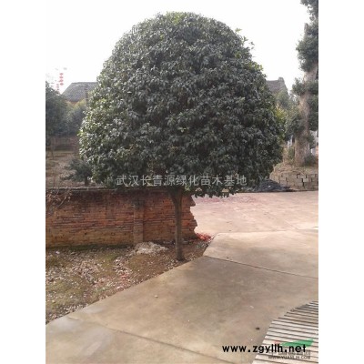 武漢苗圃供應(yīng)大規(guī)格廣玉蘭