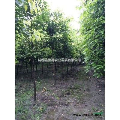 四川成都銀杏，低分枝銀杏，精品四川成都銀杏