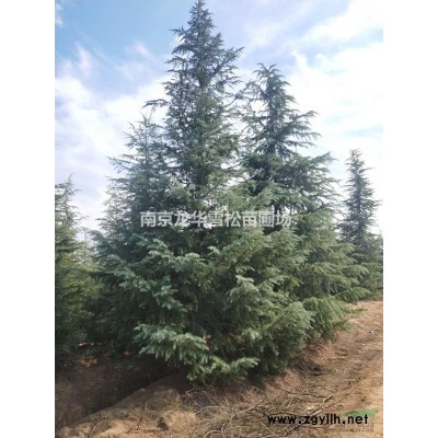 紅楓、垂柳、銀杏、美國紅楓、櫸樹、樸樹、楓香