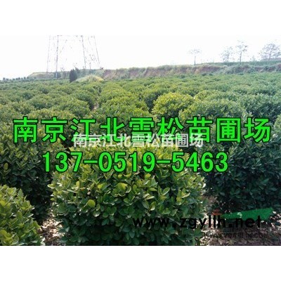 南京地區廣玉蘭價格2016報價參考