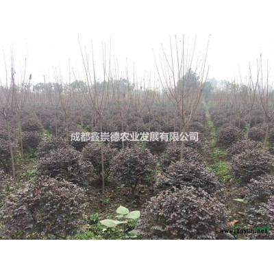 成都精品廣玉蘭基地直銷(xiāo)數(shù)量足歡迎聯(lián)系成都崇德園林