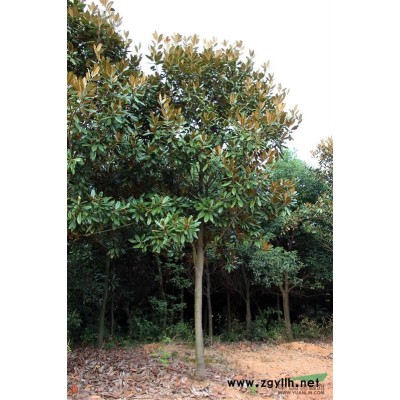 安徽廣玉蘭基地5報價/安徽安徽廣玉蘭基地5報價