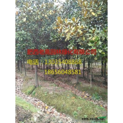 安徽廣玉蘭信息