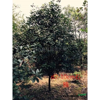 35cm香樟報價/安徽35cm香樟報價