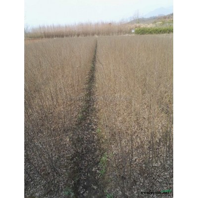 江西廣玉蘭介紹