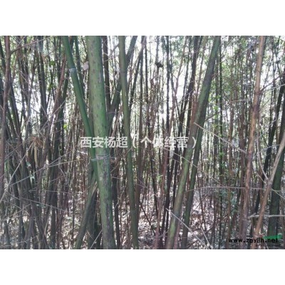 陜西銀杏樹苗