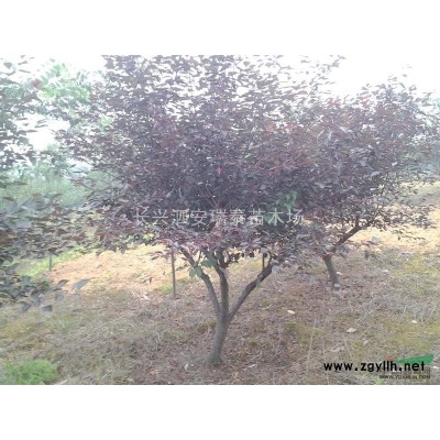 廣玉蘭（8-15公分）